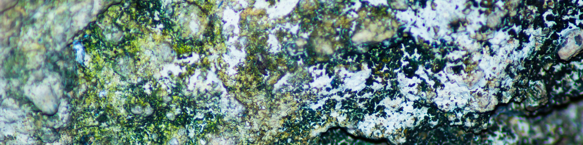 Site Update 21 January 2025